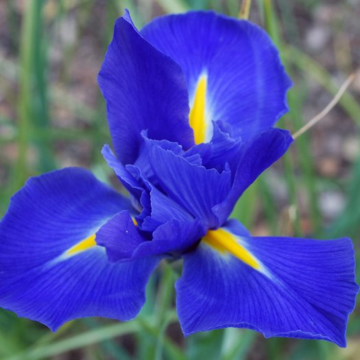 Iris subbiflora